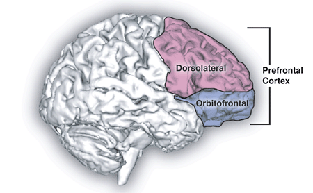 Prefrontal_cortex-executive-functioning-parkeracademy